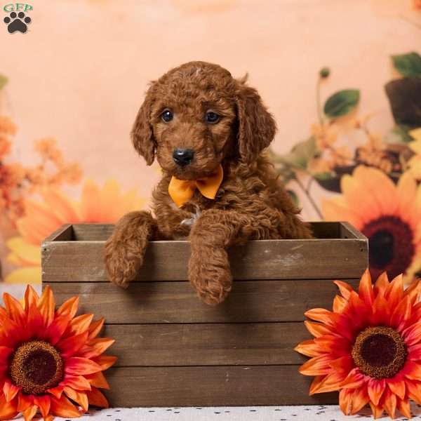 Charlie, Miniature Poodle Puppy